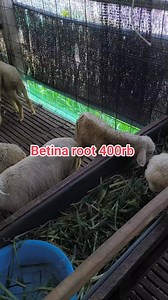 Betina root 400rban Info & Pemesanan WA (087842306970) FAHRUL ROZI FARM Lokasi di 📍Bandungan Semarang Jawa Tengah | Fahrul Rozi