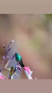 Hummingbird Fight & Flight: Tiny Birds With Fierce Attitudes