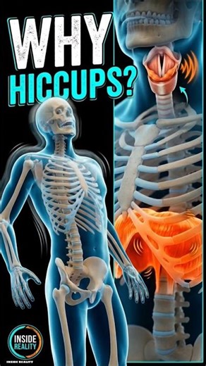 What is actually happening inside during a hiccup? 🙊 #InsideReality #humanbody #facts #health