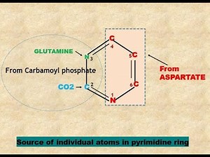 pyrimidine De novo synthesis. Nucleotide # 7