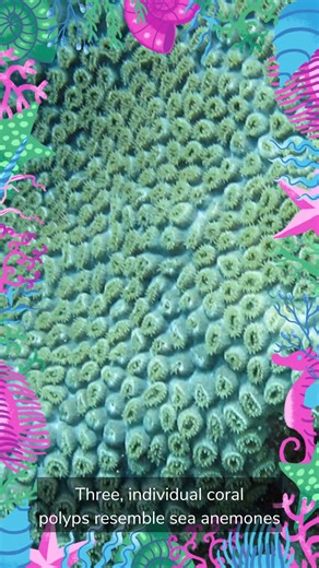 🌊 5 Fun Facts About Corals! 🪸 Meet the incredible ecosystem engineers that shape our seas! Discover the watery wildlife of Texas in our new third-floor exhibit case, Coral Connections, and see the skeletons of several species of stony and fire corals and their fossil relatives from Texas. 🎥 Watch the video to uncover coral secrets, then come explore more at the museum! #FossilFriday #Corals #CoralConnections #NaturalHistoryMuseum | Texas Science & Natural History Museum