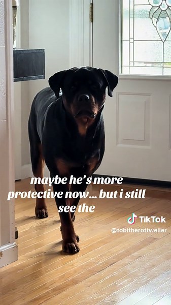 The Transformative Growth of a Rottweiler Puppy