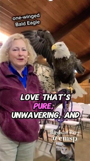 Birds of Prey at the "Wings to Soar" show at CMSP