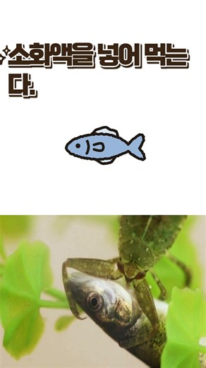 물장군
