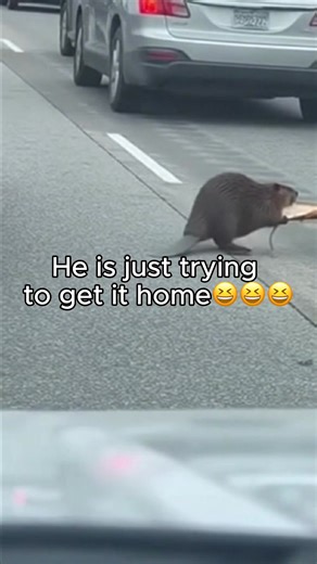 I Was Stuck in a Traffic Jam... The Reason Why is The Funniest Thing You'll See All Day 😂 | Bored Panda Art