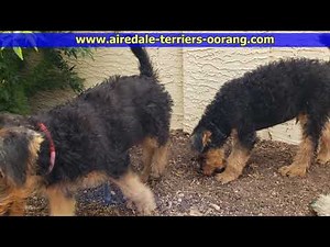 Airedale Terrier puppies 10 weeks old