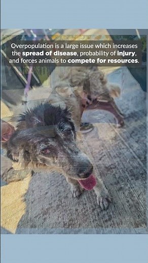 Starving and Injured Stray Animals Need Your Help