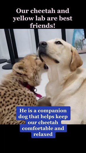 Cheetah and Dog Friendship: Heartwarming Moments