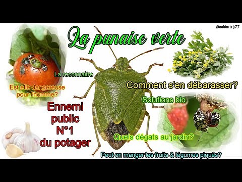 Punaises vertes au jardin: comment s'en débarrasser lutte bio, dégâts, reconnaitre - green thumbtack