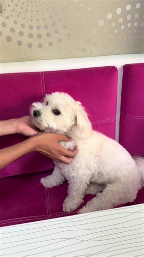 Maltipoo Puppy Care Tips and Cute Moments