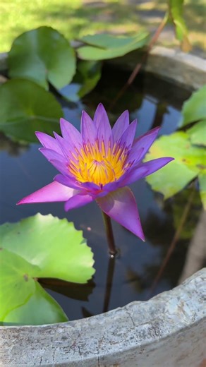 Blue Water Lily Flower 🌸