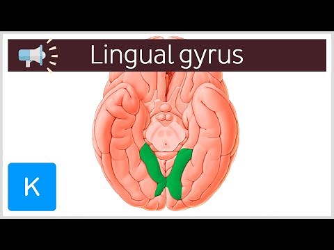 Lingual gyrus | Anatomical Terms Pronunciation by Kenhub