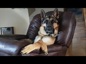 These dogs of 2024 will make you laugh your HEAD OF 😂