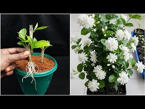 Amazing method to growing crape jasmine flower plant | Quick & Effective hack in this video