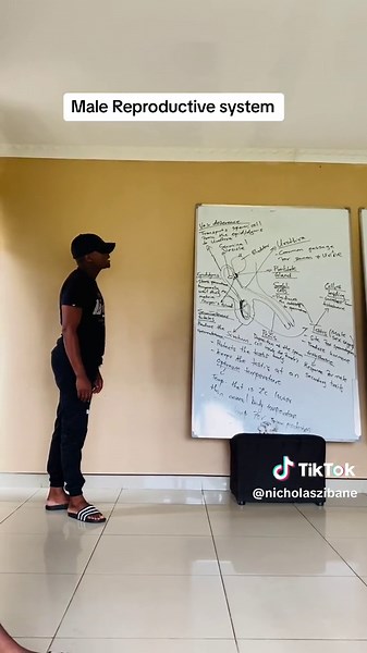 Understanding Grade 12 Male Reproductive System: A Comprehensive Overview