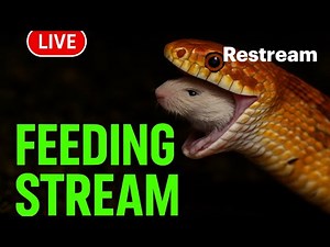 Live Feeding Stream! Corn snake & Ball Python!