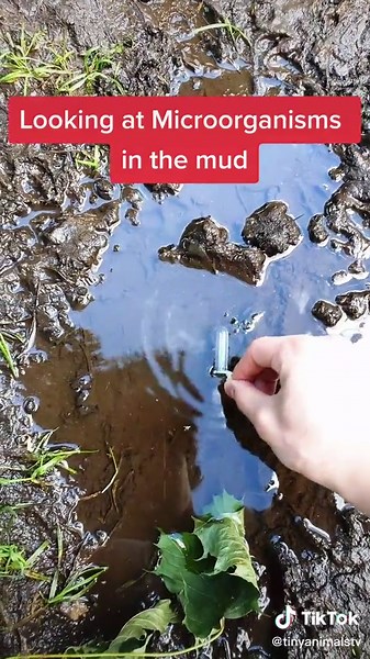 Exploring Cute Microorganisms Under the Microscope