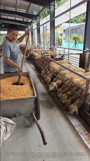 Why Farmers Feed Sheep This Way Every Single Day #rurallife #livestocklife #farm