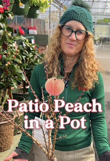 How to Grow Patio Peach Trees in Small Spaces