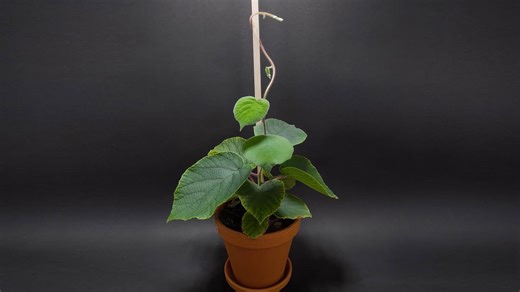 224 days compressed into 30 minutes - A stunning Kiwi timelapse