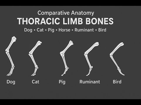 Horse vs Cow vs Dog: Thoracic Limb Comparative Anatomy