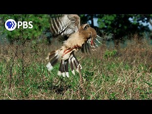 PBS Nature: Raptor vs. Deadly Snake