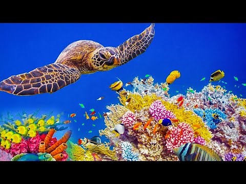 ULTRA RELAXING MUSIC to Calm The Mind, Stop Thinking • Relaxing Music Healing Stress, Anxiety