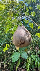 167K views · 801 reactions | labu perunggi #fyp #reelsfbシ | Buah Rimba | Facebook