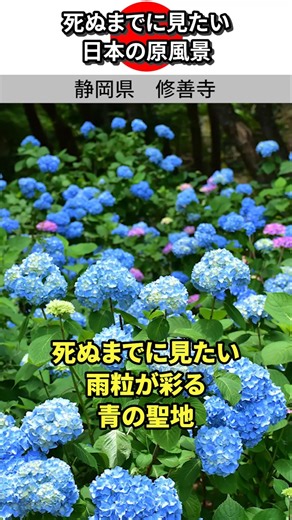 #MustSeeBeforeYouDie #Japan'sBestScenery #Shuzenji #Hydrangeas #ShizuokaPrefecture #Izu #RainySea...