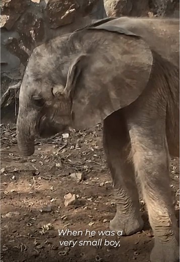 Meet Long'uro, the elephant who lost his trunk. @PBS Nature Becoming Elephant: The Orphans of Reteti, now streaming on the PBS app