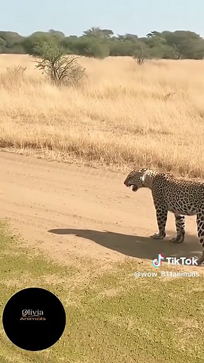 Wow😧 amazing Ai video 100m 🐶🐱🐭🐹🐰🦊🐻🐼🐻‍❄️🐨🐯🦁🐮🐷🐽🐸🐵🐔🐧🐦🐤🦆🦅🦉🦇🐺🐗🐴🦄🐝🪱🐛🦋🐌🐚🦟🐞🐜🪲🦗🕷🕸🐢🐍🦎🦖🦕🦂🦀🦑🐙🦞🦐🐠🐟🐡🐬🦈🐊🐆🐅🦓🦬🐃🐂🐄🦌🦛🐪🦒🦘🦣🦏🦍🐖🦙🐐🐏🐕🐩🦮🐈‍⬛🪶🐓🦤🦚🦜🦢🦩🕊🐇🐁🦝🦥🦡🦫🐾🐲 wow amazing this ai real video 100m view 🔥 #animalsoftiktok #ai #wildlife #petlife #Nature