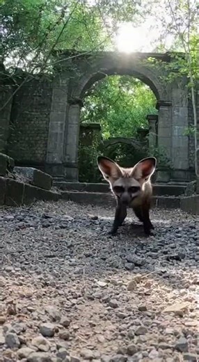 Bat-eared Fox vs Springhare on the a crumbling, overgrown ancient ruin in the bush