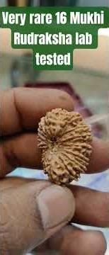😱Rare 16 Mukhi Nepali rudraksha