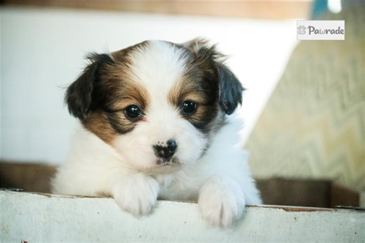 Melanie - Papillon Puppy F050A4