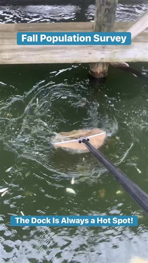 Contact us if your pond needs a population check this fall! #perfectpond #pondpros #pondmanagement | TLC Perfect Pond