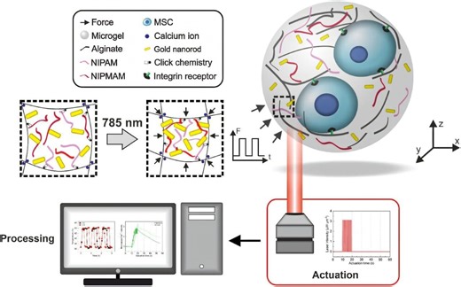 Nanorobots guide stem cells to become bone cells via precise pressure – Lifeboat News: The Blog