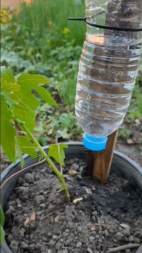 🔴 How to create a drip irrigation system for your plants #garden #roomtogrow #gardening