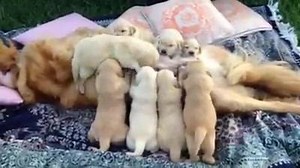 Sierraluna Golden Retriever Terza settimana Lalla con i suoi cuccioli che fanno merenda | Golden Retriever