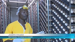 50K views · 912 reactions | La production de poussins d'un jour est...