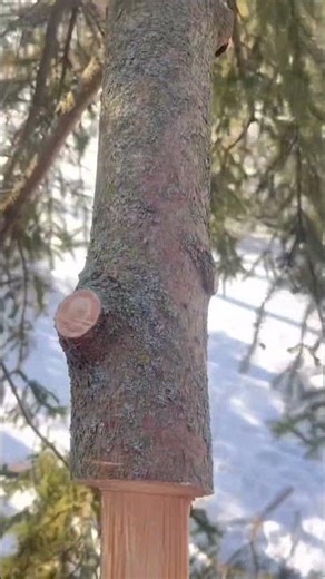 Topping a big pine tree!!! #forestlife #logging #tree #treecutting #treefelling #bigtree