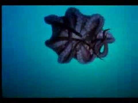 Octopus Swimming