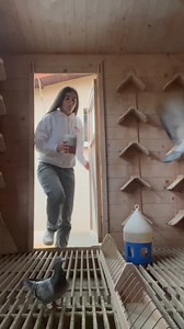 Detox Plus and Moor Active are a powerful combo for gut health, detoxification, and overall well-being in pigeons. 🕊️ ✅ Detox Plus removes toxins, parasites, and mycotoxins while supporting digestion and respiratory health. ✅ Moor Active improves digestion, binds toxins, and ensures firm droppings. Laraly uses this combo often with great results! It’s perfect during moulting for better feather growth, in racing season for faster recovery, in breeding for stronger youngsters, and in cold seasons