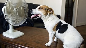 7 tips for keeping dogs safe in triple-digit temperatures
