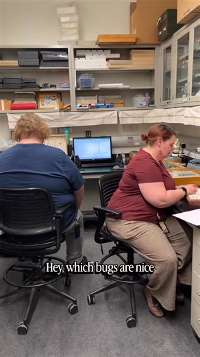 Bugs are for everyone! NHMU Entomologist & Invertebrate Collections Manager Christy Bills answers some of our intrusive bug questions…Opening Feb. 14, 2026, Bug World is a larger-than-life special exhibition that showcases the fantastical yet real-life abilities of bugs. Featuring immersive environments and towering replicas, it offers a perspective on the incredible but often overlooked genius of insects and how they’re inspiring solutions to humankind’s most complex problems. You’ll never look