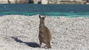 Baby kangaroo relaxing on the beach - Free Stock Video
