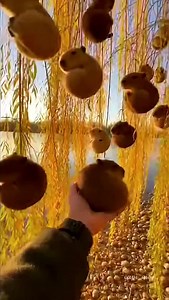 What kind of tree is this? 🌳 #NatureMagic #capybara #aicreator #trending #viral | Capi AI