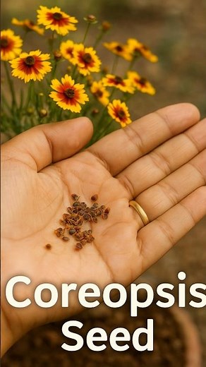 How to Grow Coreopsis Flower🌼 | Seeds to plant | part-1