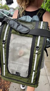 1.9K views · 209 reactions | Baby and Puffman enjoying a walk before Hilary hits. | Parrot Playhouse | Facebook