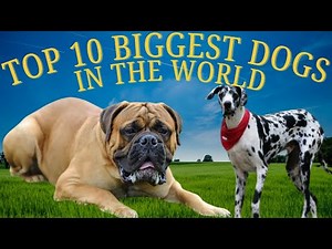Top 10 Biggest Dogs in the World Ever Recorded 🐶