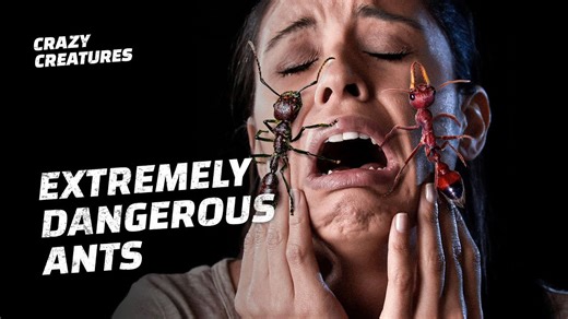 Battle of the Stingers Bull Ant vs Bullet Ant